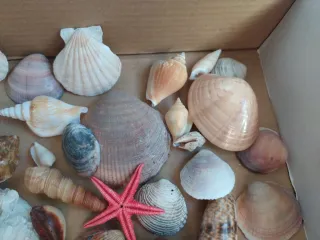 Scatola di conchiglie marine e stella marina