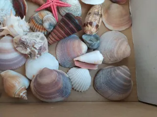 Scatola di conchiglie marine e stella marina