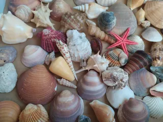 Scatola di conchiglie marine e stella marina