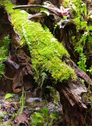 Musgo natural para terrarios y bonsai