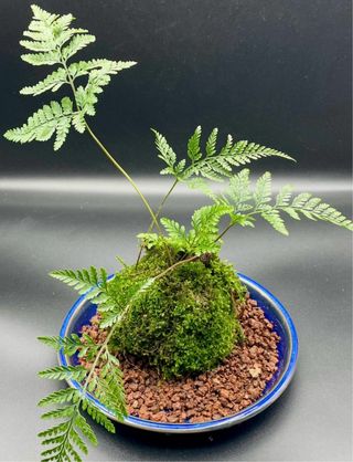 Musgo natural para terrarios y bonsai