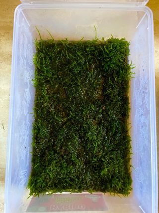 Musgo natural para terrarios y bonsai