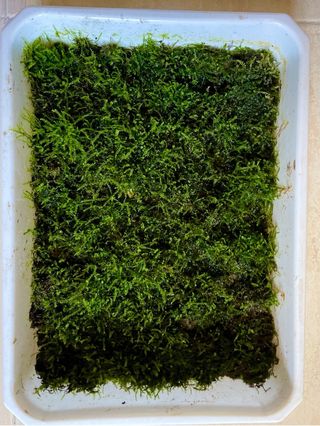 Musgo natural para terrarios y bonsai