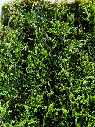Musgo natural para terrarios y bonsai