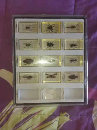 Collezione Insetti Museo di Storia Naturale UFFICIALE