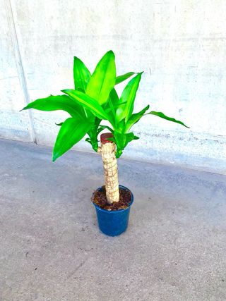 Planta interior Drácaena Tronco de Brasil