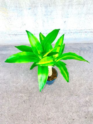 Planta interior Drácaena Tronco de Brasil