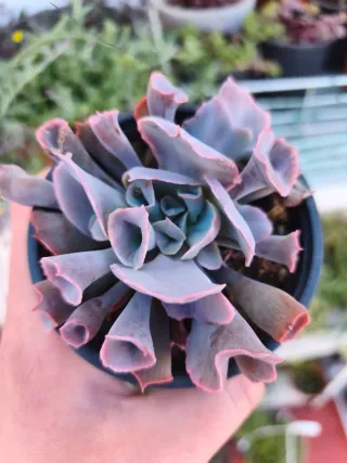 Echeveria trumpet pink