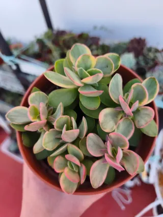 Crassula money market variegada