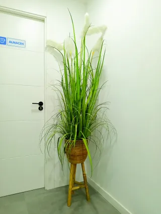 Planta Decorativa Interior/Exterior.