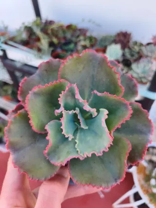 Echeveria first lady