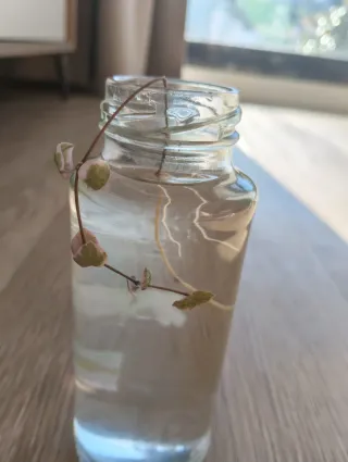 Ceropegia Woodi variegada esqueje