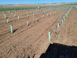 Finca viñedo emparrado y tierra labor