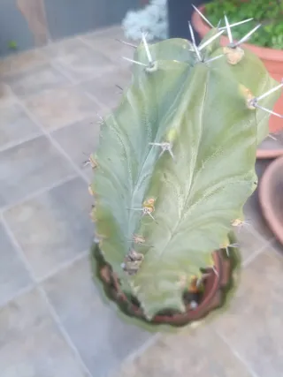 Cactus en maceta verde