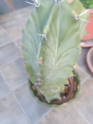Cactus en maceta verde