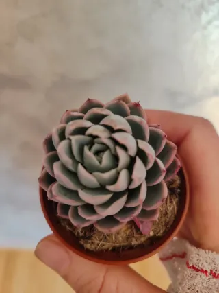 Echeveria spp Planta Suculenta