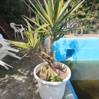 Planta Yucca Grande y dos matas Platanera