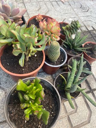 Lote 10 plantas crasas mixtas