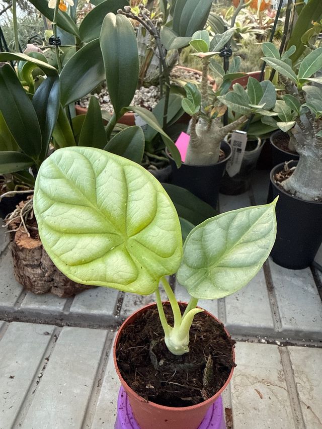 Alocasia 'Dragon Gold' espectacular