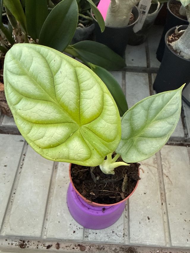 Alocasia 'Dragon Gold' espectacular