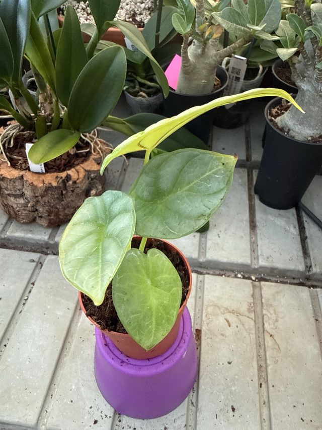 Alocasia 'Dragon Gold' espectacular