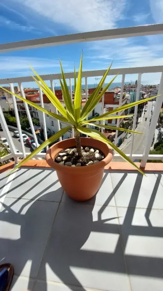 Yuca variegada en maceta