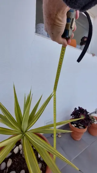 Yuca variegada en maceta