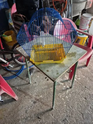 Jaula para canarios