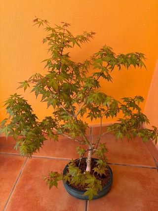 Bonsái de arce japonés