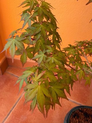 Bonsái de arce japonés