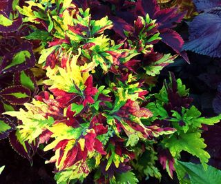 5+1 gratis Piante Coleus Tropicali Giganti