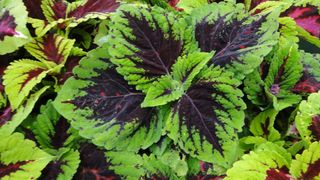 5+1 gratis Piante Coleus Tropicali Giganti