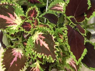 5+1 gratis Piante Coleus Tropicali Giganti