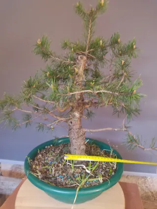 Prebonsai Pino Silvestre