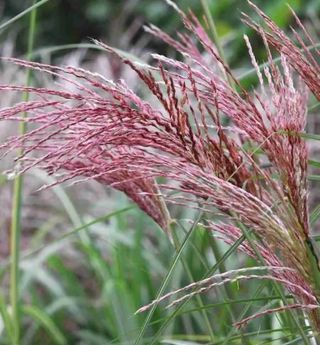 Set Giardino Giugno - Erbe & Fiori