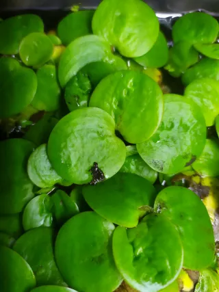Plantas Flotantes Acuáticas