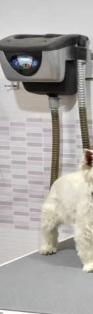 Secador Canino Artero Profesional Peluquería.