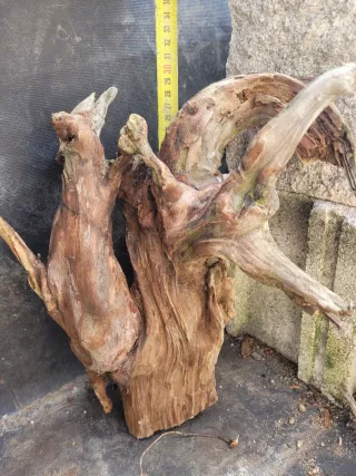 Tronco Tanuki para Bonsái/Terrario