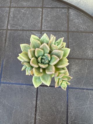 Echeveria planta suculenta