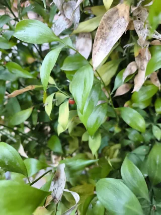 Planta de interior en maceta