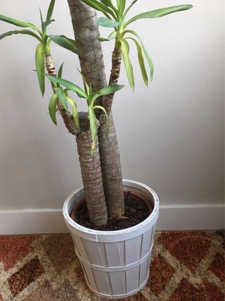 Macetero Madera Blanco Ikea