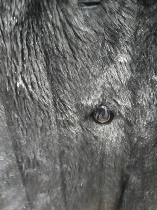 Abrigo pelo sintético marrón Talla XL