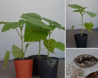 Semillas Paulownia para Germinar.