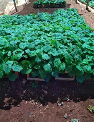 Semillas Paulownia para Germinar.