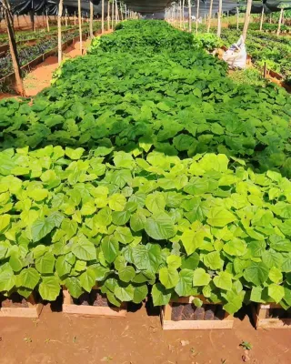 Semillas Paulownia para Germinar.