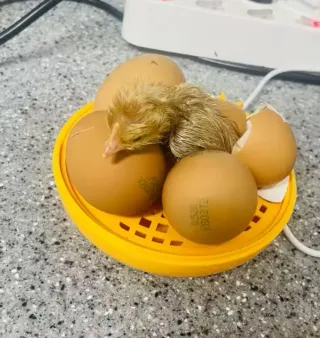 Incubadora de huevos nueva envío gratis!!