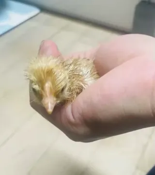 Incubadora de huevos nueva envío gratis!!