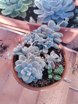 Planta Grande Suculenta Graptopetalum Mendozae