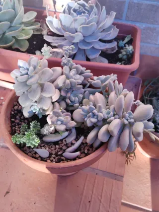Planta Grande Suculenta Graptopetalum Mendozae