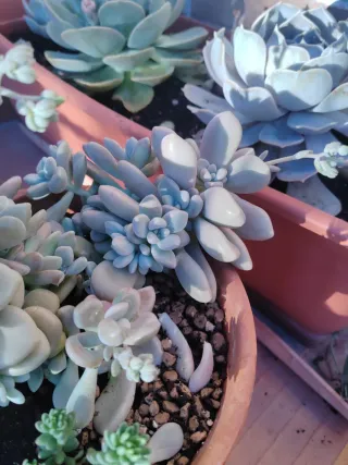 Planta Grande Suculenta Graptopetalum Mendozae
